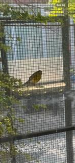 2 groene kanarie mannen 15,00 per stuk, Mannelijk, Postuurkanarie