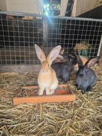 Prachtige Vlaamse Reuzen, Meerdere dieren, Groot, 0 tot 2 jaar