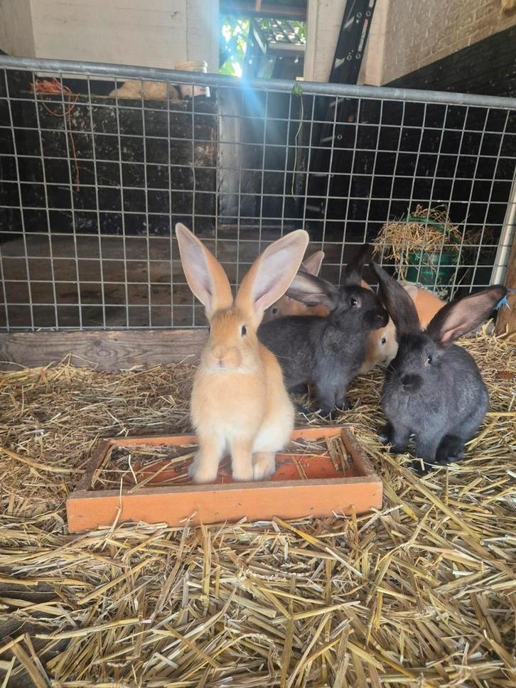 Prachtige Vlaamse Reuzen, Dieren en Toebehoren, Konijnen, Groot, Meerdere dieren, 0 tot 2 jaar