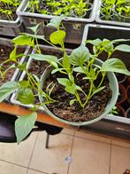 Biologisch paprika plantjes rode/gele door elkaar te koop., Tuin en Terras, Planten | Tuinplanten, Zomer, Ophalen of Verzenden