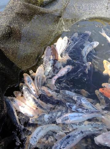 Diverse koi ca 17cm tot ca 35cm beschikbaar voor biedingen