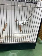 Bonte diamantduif vrouwtje, Vrouwelijk, Overige soorten