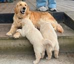 Lieve golden retriever pups te koop, Dieren en Toebehoren, Honden | Retrievers, Spaniëls en Waterhonden, Overige rassen, 8 tot 15 weken