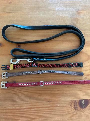 Chihuahua riem en halsbanden beschikbaar voor biedingen