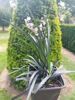 Ophiopogon: Zwart Gras voor uw Tuin!, Tuin en Terras, Planten | Tuinplanten, Ophalen, Bodembedekkers, Vaste plant, Halfschaduw
