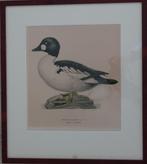 kleuren litho, Antiek en Kunst, Kunst | Litho's en Zeefdrukken, Ophalen of Verzenden