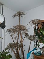 Decoratieve gedroogde berenklauw, Ophalen, Zo goed als nieuw