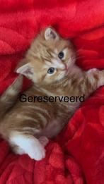 Kitten te koop, Dieren en Toebehoren, Katten en Kittens | Raskatten | Langhaar, Kater