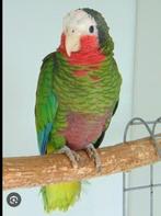 Gevraagd  Cuba amazone papegaai man, Dieren en Toebehoren, Papegaai, Mannelijk, Geringd