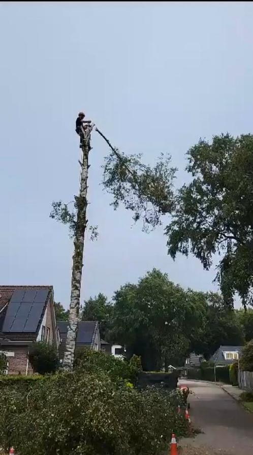 Boom of bomen kappen klimmend zagen verwijderen boomkappen, Diensten en Vakmensen, Tuinmannen en Stratenmakers