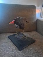 ( taxidermie ) taxidermy )  opgezette waterhoen, Verzamelen, Dierenverzamelingen, Ophalen of Verzenden, Zo goed als nieuw, Vogel