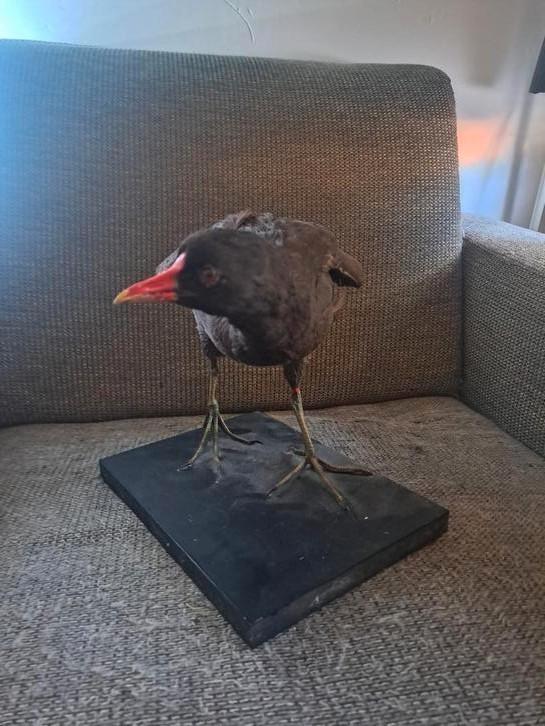 ( taxidermie ) taxidermy )  opgezette waterhoen, Verzamelen, Dierenverzamelingen, Zo goed als nieuw, Opgezet dier, Vogel, Ophalen of Verzenden