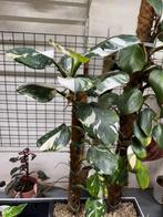 Philodendron White Wizard, Huis en Inrichting, Kamerplanten, Ophalen, Halfschaduw, Minder dan 100 cm
