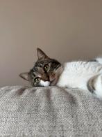 Lieve poes Noez (2,5 jaar) zoekt nieuw thuis, Poes, Kortharig, 3 tot 5 jaar