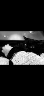 Zwart poesje, 0 tot 2 jaar