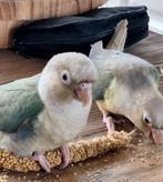 Lieve jonge pyrrhura te koop, Dieren en Toebehoren, Vogels | Parkieten en Papegaaien, Geslacht onbekend, Parkiet, Geringd
