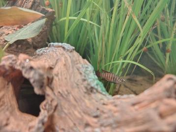 3x Dario Tigris/Black Tiger Badis beschikbaar voor biedingen