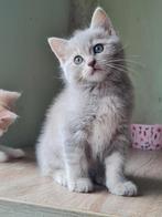 Kruizing Ragdoll X brits korthaar kittens, Dieren en Toebehoren, Katten en Kittens | Raskatten | Korthaar, Meerdere dieren, Ontwormd