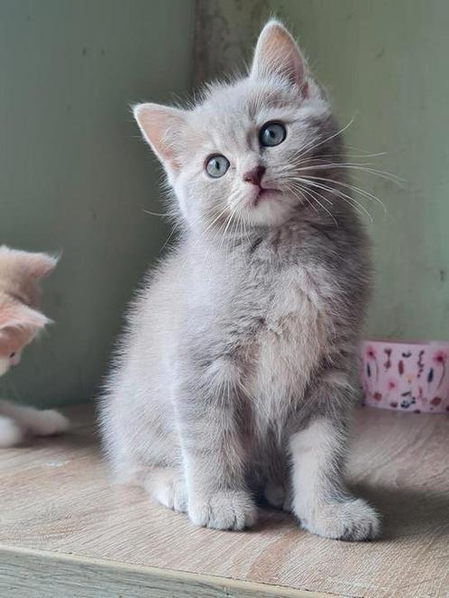 Kruizing Ragdoll X brits korthaar kittens, Dieren en Toebehoren, Katten en Kittens | Raskatten | Korthaar, Meerdere dieren, Met stamboom