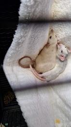 2 jonge ratten mannen, Dieren en Toebehoren, Knaagdieren, Mannelijk, Tam, Rat