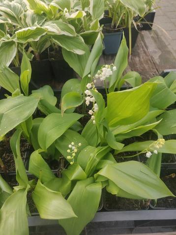 Vaste planten te koop, goedkoop. 20 soorten