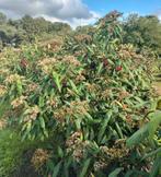 Viburnum rhytidophyllum/ sneeuwbal, Vaste plant, Halfschaduw, Lente, Ophalen