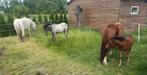 2 geweldig lieve hengstveulens en jaarling ruin, Minder dan 160 cm, Hengst, Recreatiepaard, Gechipt