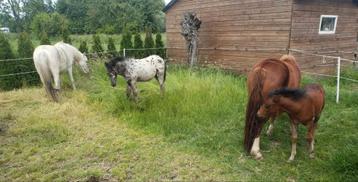 2 geweldig lieve hengstveulens en jaarling ruin beschikbaar voor biedingen