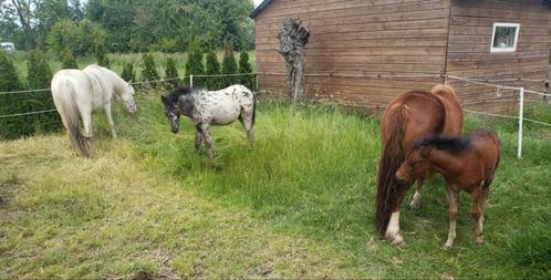 2 geweldig lieve hengstveulens en jaarling ruin, Dieren en Toebehoren, Paarden, Hengst, Minder dan 160 cm, 0 tot 2 jaar, Recreatiepaard