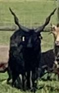 Zwarte racka dekram te huur, Dieren en Toebehoren, Schapen, Geiten en Varkens, Mannelijk, Schaap, 0 tot 2 jaar