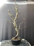 bonsai, In pot, Bloeit niet, Halfschaduw, Minder dan 100 cm