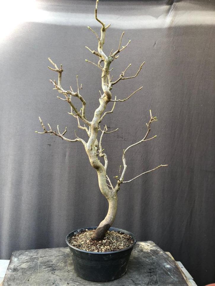 bonsai, Tuin en Terras, Planten | Bomen, Overige soorten, Minder dan 100 cm, Halfschaduw, Bloeit niet, In pot, Ophalen of Verzenden