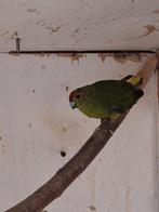 Koppel kakariki's, wild kleur leeftijd onbekend., Meerdere dieren, Parkiet