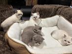Britse korthaar kittens, Dieren en Toebehoren, Katten en Kittens | Raskatten | Korthaar, Meerdere dieren, Gechipt, 0 tot 2 jaar