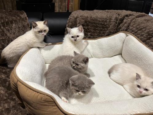 Britse korthaar kittens, Dieren en Toebehoren, Katten en Kittens | Raskatten | Korthaar, Meerdere dieren, 0 tot 2 jaar, Gechipt