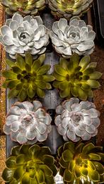 Eucheveria div soorten, Ophalen, Overige soorten, Minder dan 100 cm