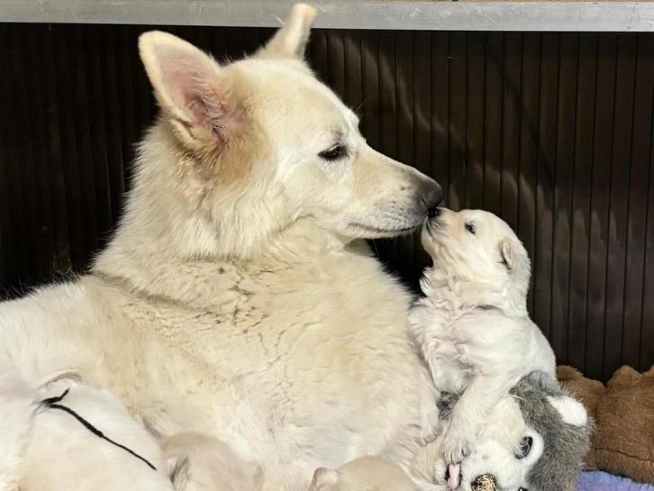 Zwitserse Witte Herder pups, Dieren en Toebehoren, Honden | Herdershonden en Veedrijvers, Meerdere dieren, Herder, Fokker | Professioneel