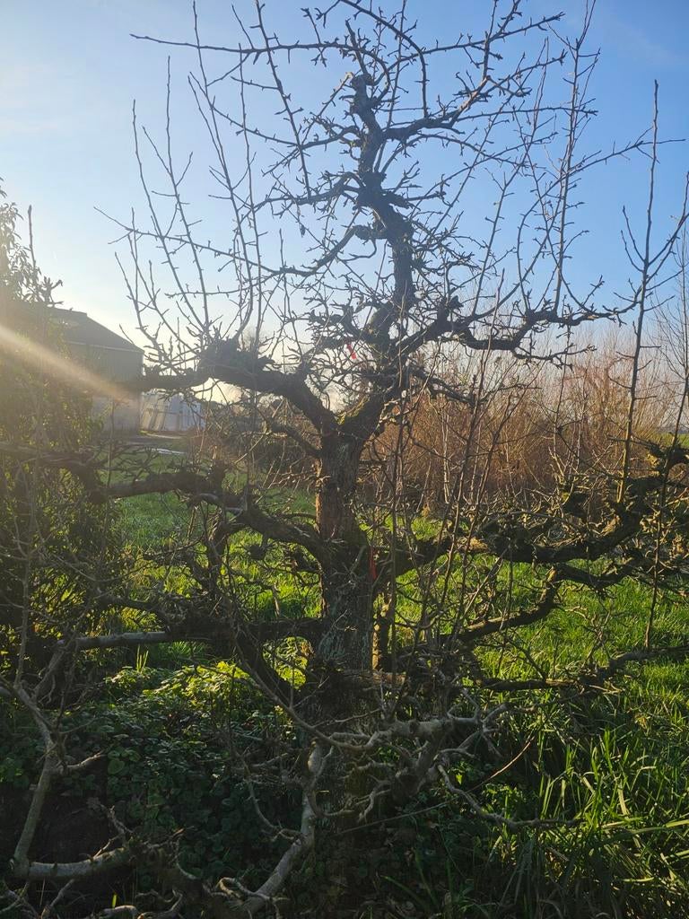 Giessen Wildeman Conference Boom, Ophalen of Verzenden, Lente, Volle zon, Overige soorten