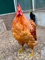 Zyno, mooie haan, Dieren en Toebehoren, Pluimvee, Mannelijk, Kip