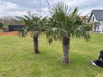 2 palmbomen 1.80 m, Tuin en Terras, Planten | Bomen, 100 tot 250 cm, Zomer, Palmboom, Ophalen