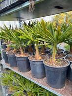 Trachycarpus fortunei, Tuin en Terras, Planten | Tuinplanten, Ophalen of Verzenden, Bloeit niet, Overige soorten, Volle zon