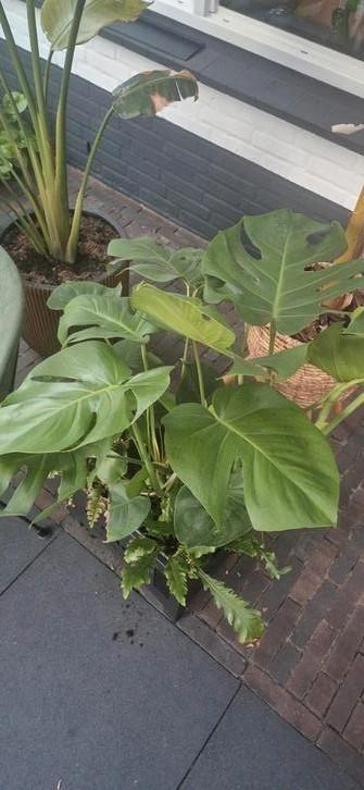 Gatenplant stek verschillende maten beschikbaar voor biedingen