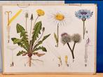 vintage schoolplaat Biologie Eug. Warming & Vilh. Balslev X, Ophalen, Natuur en Biologie