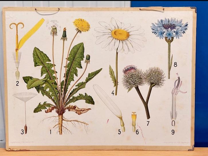 vintage schoolplaat Biologie Eug. Warming & Vilh. Balslev X, Antiek en Kunst, Antiek | Schoolplaten, Natuur en Biologie, Ophalen