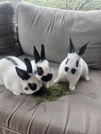 3 kleine Lotharingers, Dieren en Toebehoren, Konijnen, Meerdere dieren