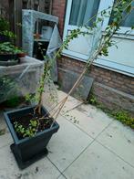 Bloeiende goji bessen inclusief pot15€, Ophalen, Minder dan 100 cm, Overige soorten