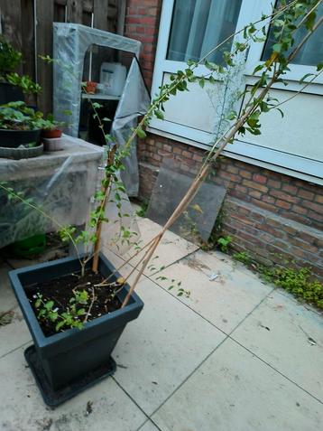 Bloeiende goji bessen inclusief pot15€ beschikbaar voor biedingen