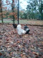 USA zijdehoen haan en hen, Meerdere dieren, Kip