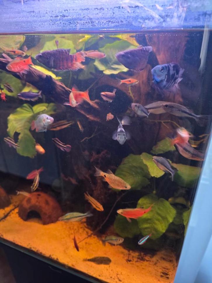 Verschillende vissen, zoeken nieuw groter aquarium., Dieren en Toebehoren, Vissen | Aquariumvissen, Zoetwatervis, Vis