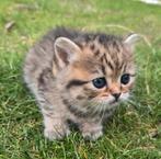 Prachtige kittens perzische x Britse korthaar., Dieren en Toebehoren, Katten en Kittens | Raskatten | Korthaar, Meerdere dieren